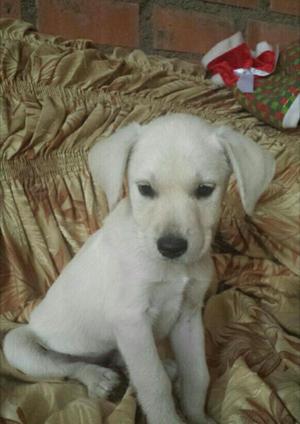 Perrita Cruce de Labrador en Adopción