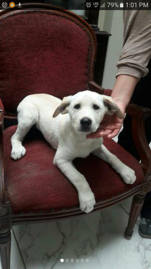 Perro Labrador