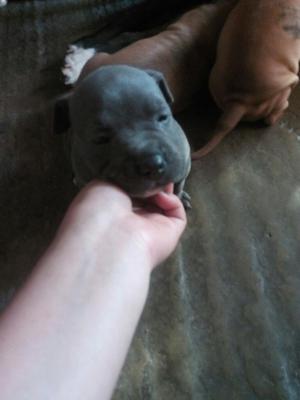 Pitbul Fusion American Bully