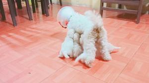 Poodle Toy