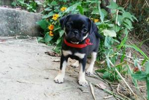 Pug. Carlino Patas Cortas