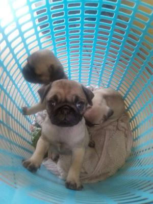 Pug Carliño Que Tiernos