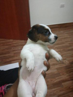 Remato Jack Russell Hembras