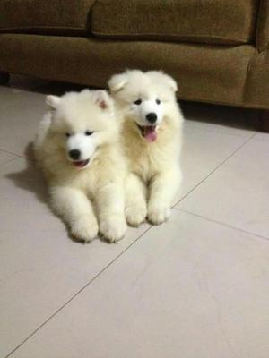 Samoyedo Polar Puro