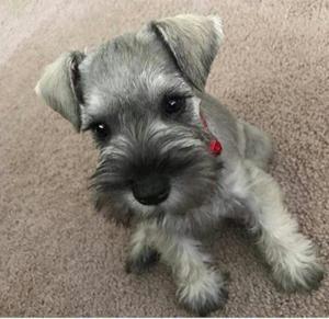 Schnauser Cachorros