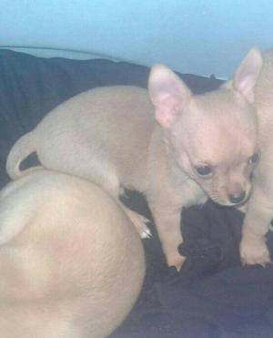 Se Vende Chihuahua Cabeza de Manzana Min