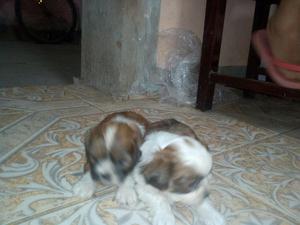 Se Venden Perritos Shitzu