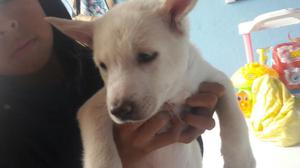 Vendo Cachorro Akita