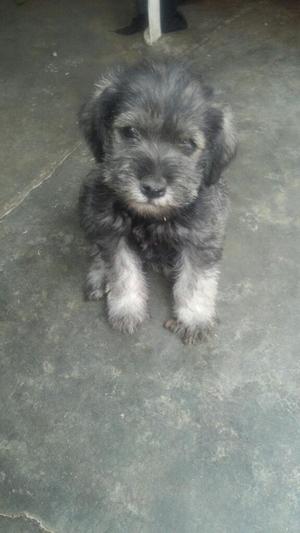 Vendo Cachorros Schnauzer