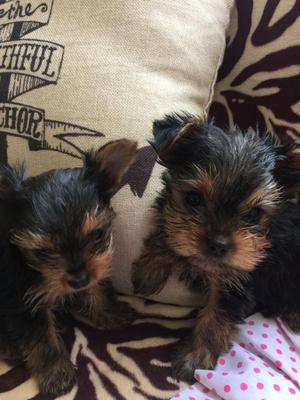 Yorkshire Terrier Bellos Cachorros