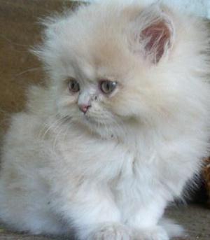 gatito persa doll face bellos chamapang y blancos aperlado