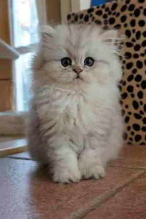 gatos persa doll face hermozos lindos gatitos educados