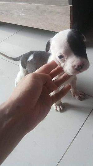 pitbull x bully 350 negociable FUsION