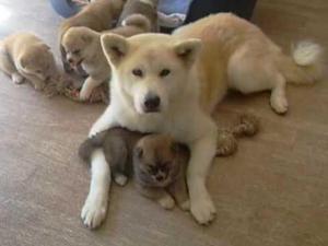 AKITA CACHORRITOS HERMOSOS