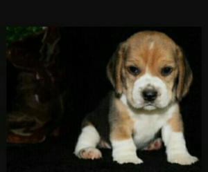 Beagle