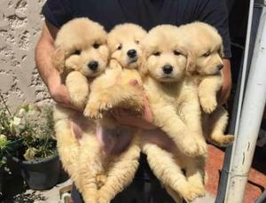 Cachorros Golden Retriever