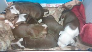 Cachorros Pitbulls