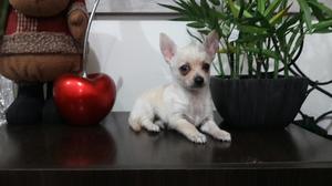 Chihuahua Linda Cachorrita Toy Enanita