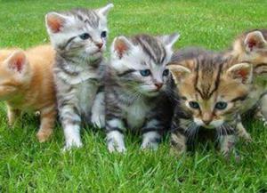 Doy en Adopcion Hermosos Gatitos
