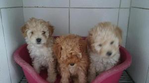 Finos Poodle Toy
