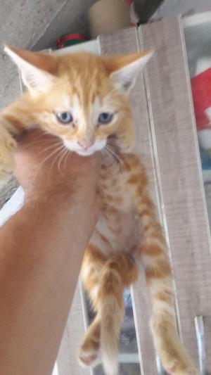 Gatitos en Adopcion