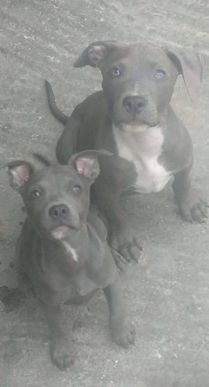 PITBULL BLUE NOSE 2 MESES