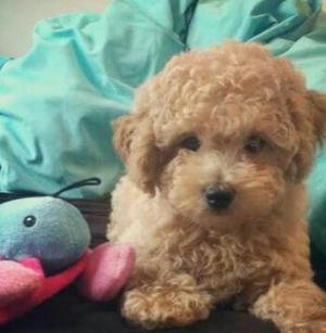Poodle Toy Apricot Lindos