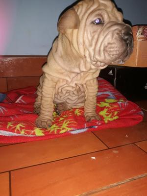 Shar Pei Hembra