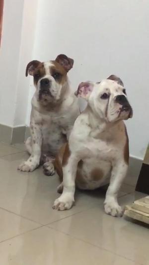 Vendo Lindo Bulldog