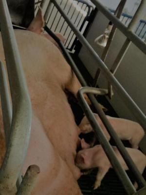 Venta de Cerdos para recría Raza York 