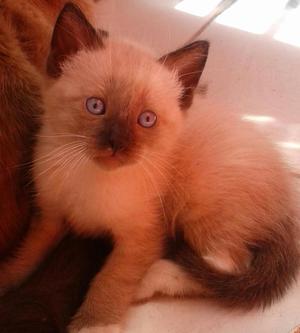 gatito siames ojos azules