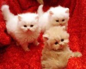 gatos persa blancos y aperlados y champang y marrones