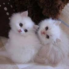 gatos persa doll faced machitos blancos y naranja diluido