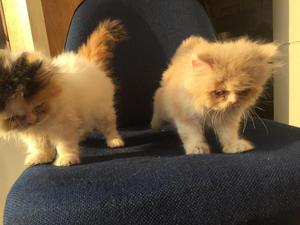 vendo gatitos persa de tres meses