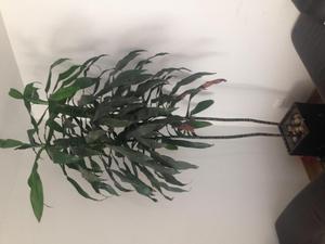 Dracena Planta