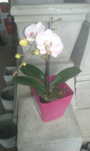 Orquideas Toda Variedad