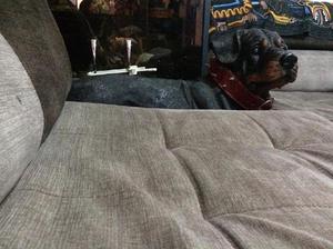 Perro Rottweiler de Resina 67cm de Ancho X 57 de Al