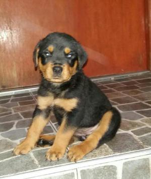 Rottweiler Cachorras