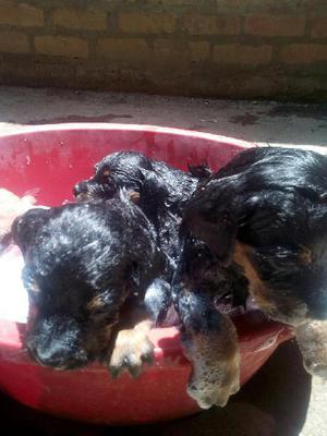 Rottweiler de Unes Y Medio