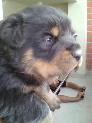 Rottweilers A1 Hembras Y Macho