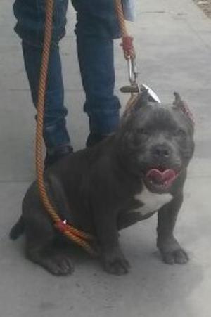 American Bully