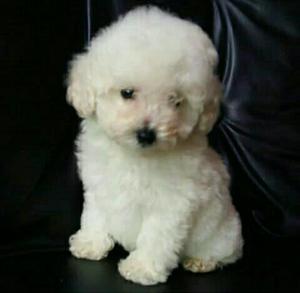 Bichon Frise Pomposo