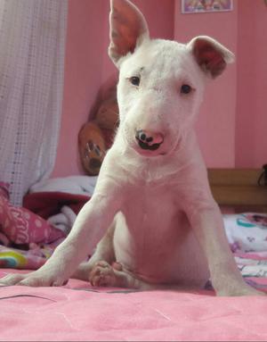 Bull Terrier 