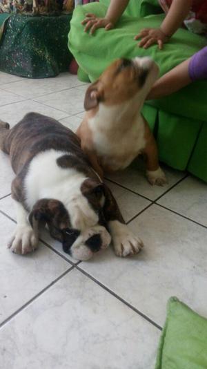 Bulldog Ingles Macho sin Pedigre