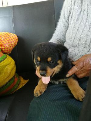 CACHORRA ROTWEILER