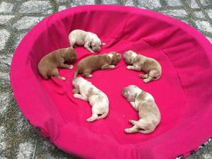 CACHORROS COCKER SPANIEL SPANISH