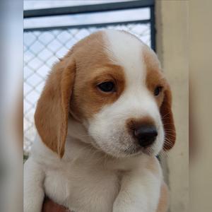 Cachorra Beagle Bicolor Dorada Blanco