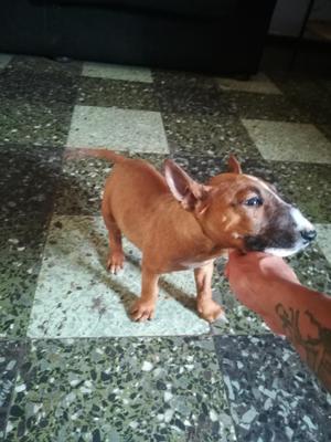 Cachorro Bullterrier