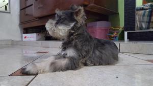 Cachorro Schnauzer