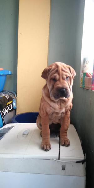 Cachorro Sharpei